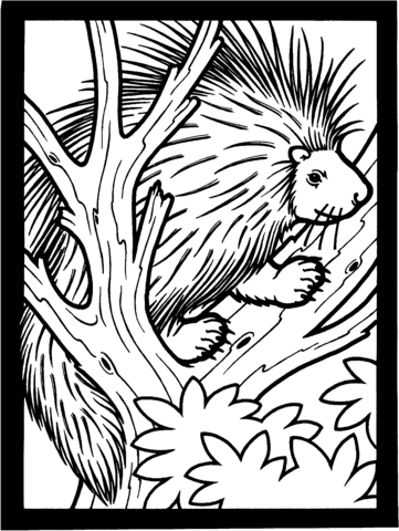 Porcupine On The Tree Coloring Page